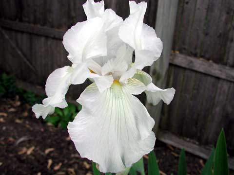 JPEG image
