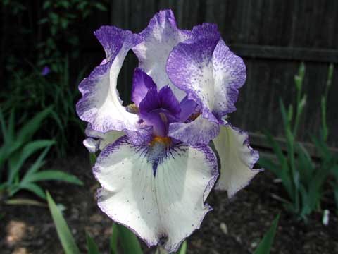 JPEG image