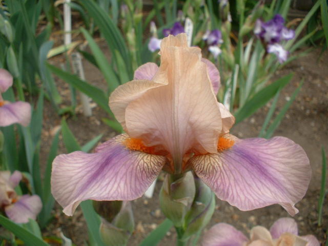 JPEG image