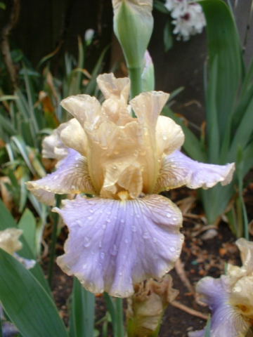 JPEG image