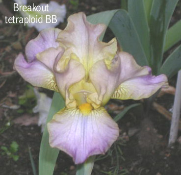 JPEG image