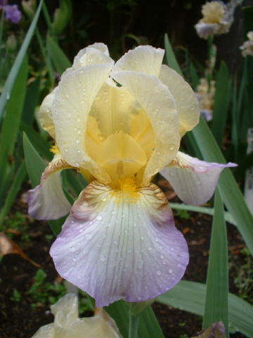 JPEG image