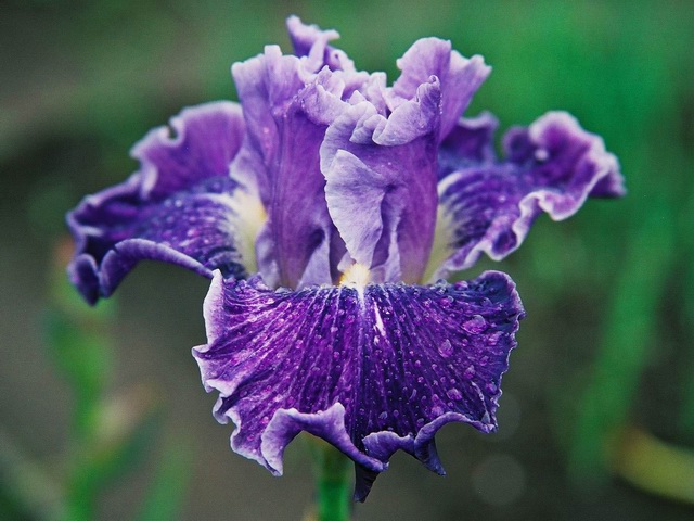 JPEG image