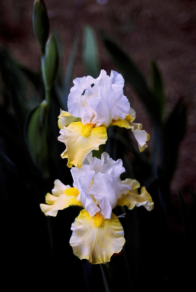 JPEG image
