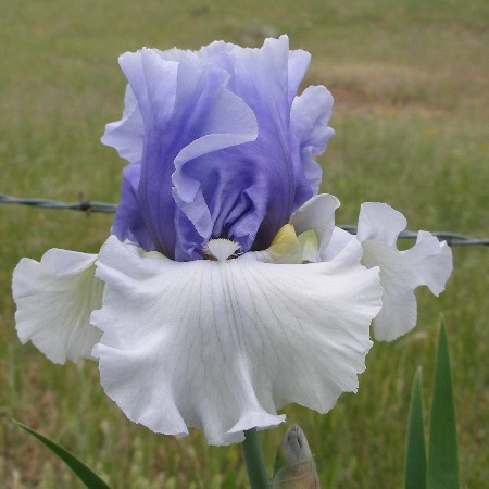 JPEG image