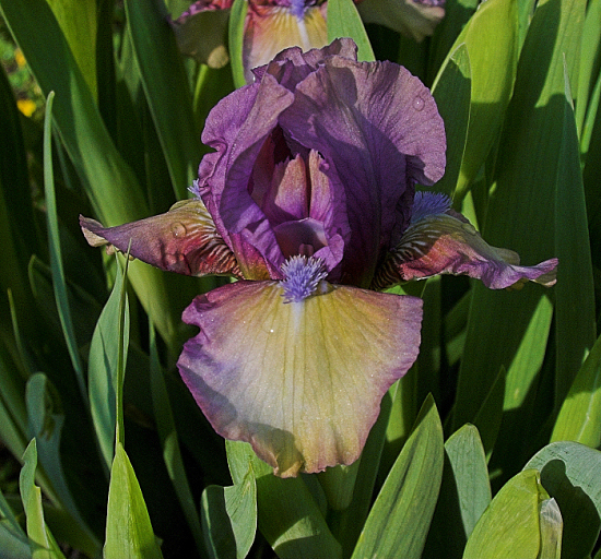 JPEG image