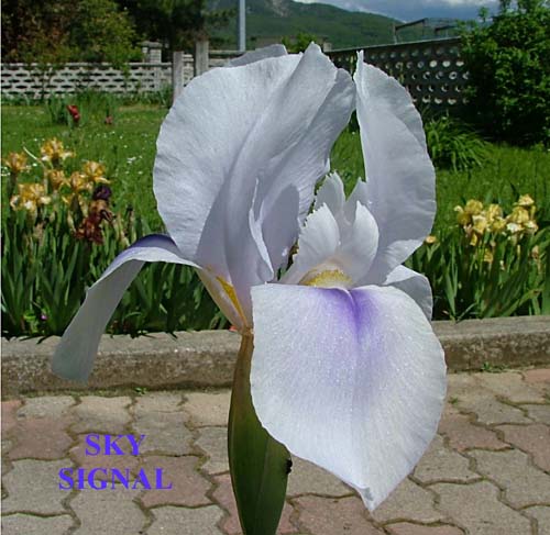 JPEG image