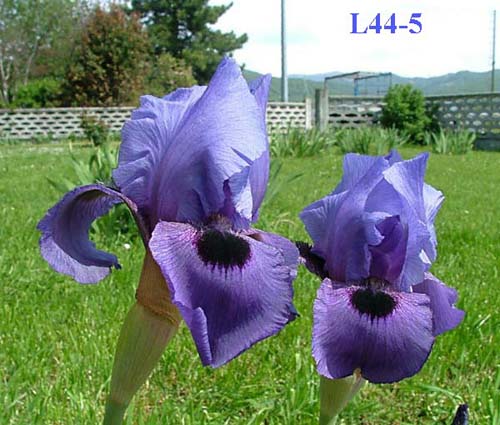 JPEG image