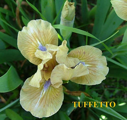 JPEG image