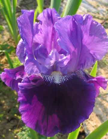 JPEG image