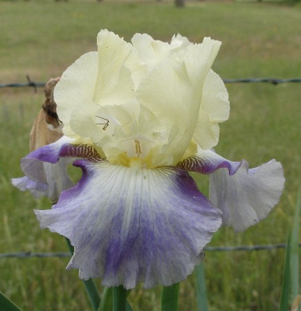 JPEG image