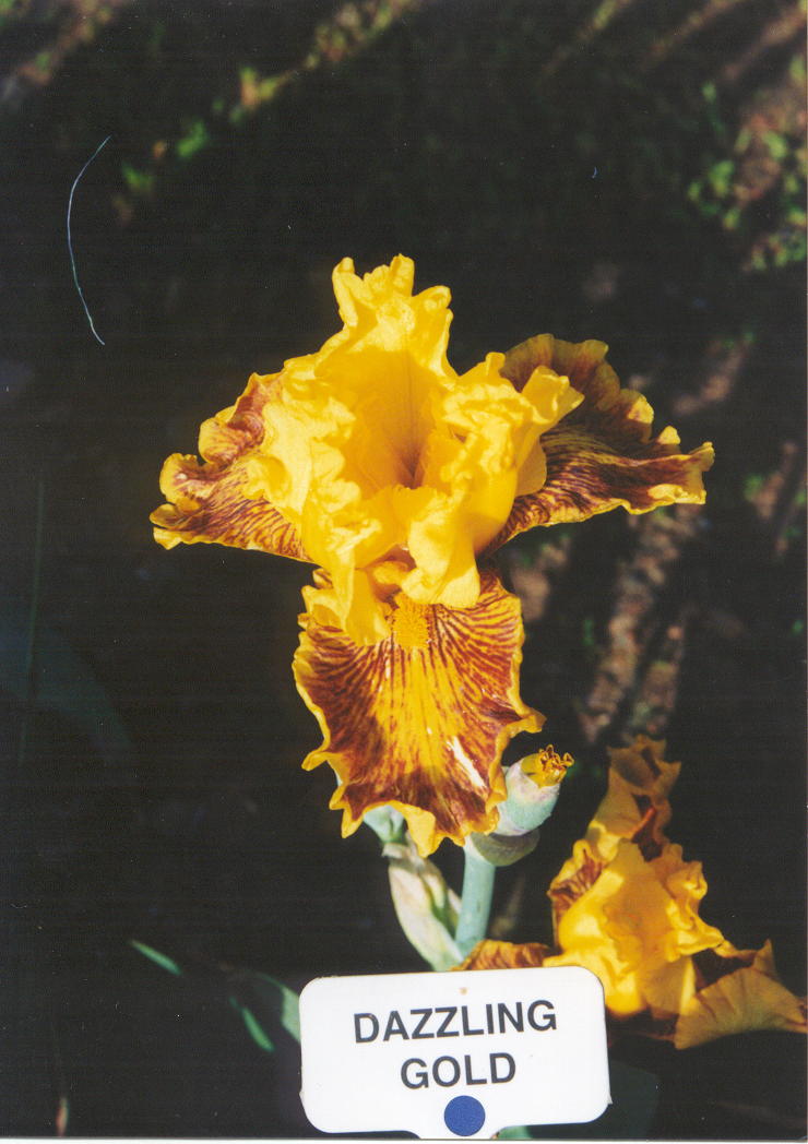 JPEG image