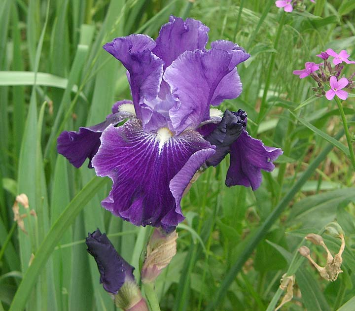 JPEG image
