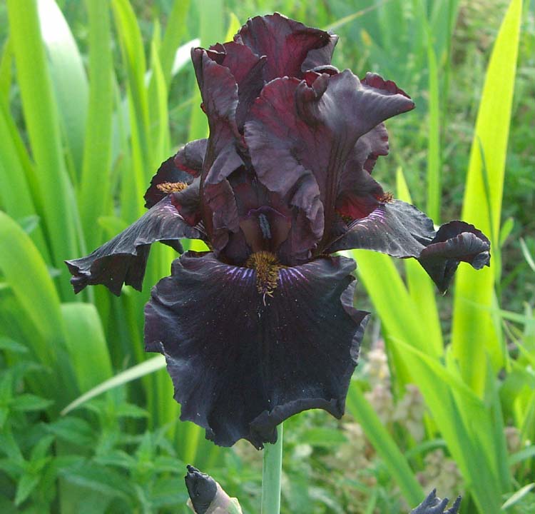 JPEG image