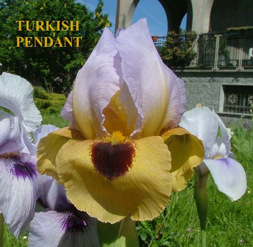 JPEG image