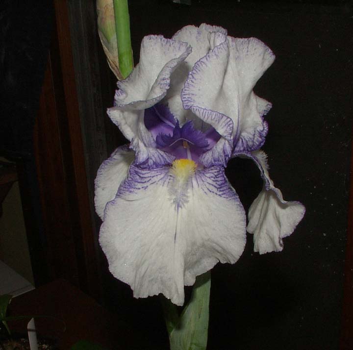 JPEG image