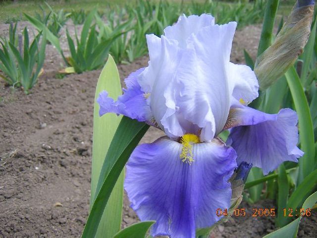 JPEG image