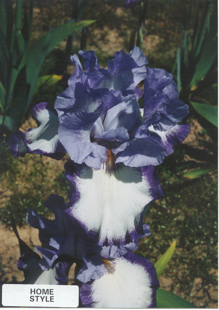 JPEG image