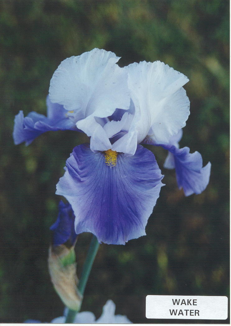 JPEG image