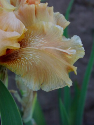 JPEG image