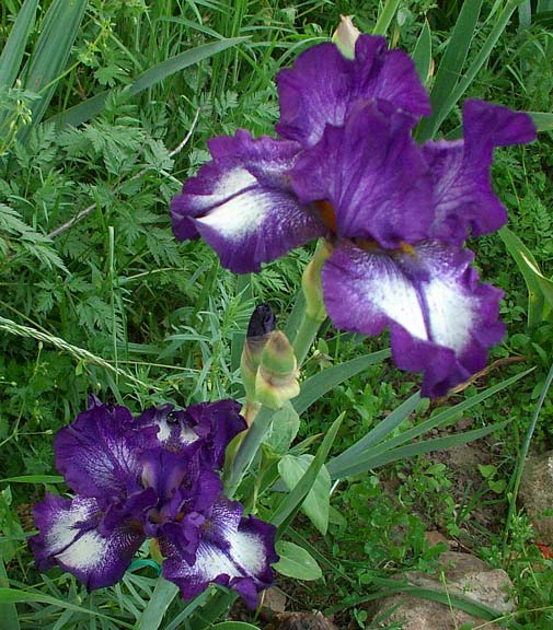 JPEG image