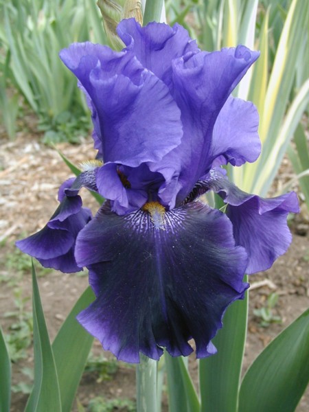 JPEG image