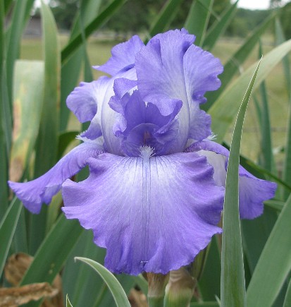 JPEG image