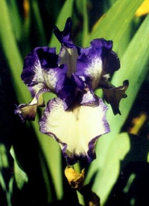 JPEG image