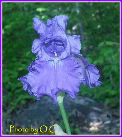 JPEG image
