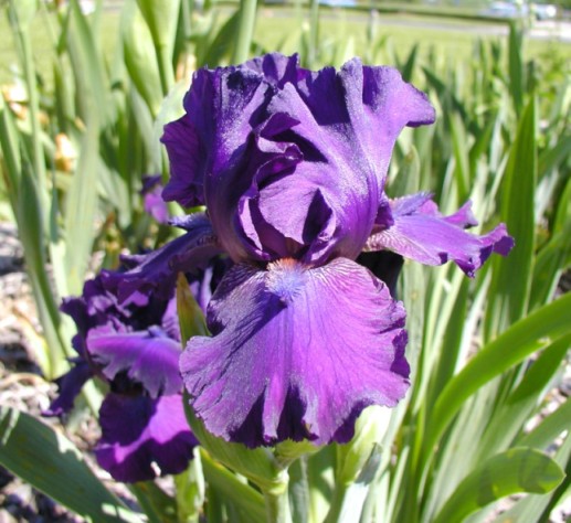 JPEG image