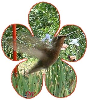 JPEG image