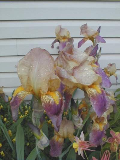 JPEG image