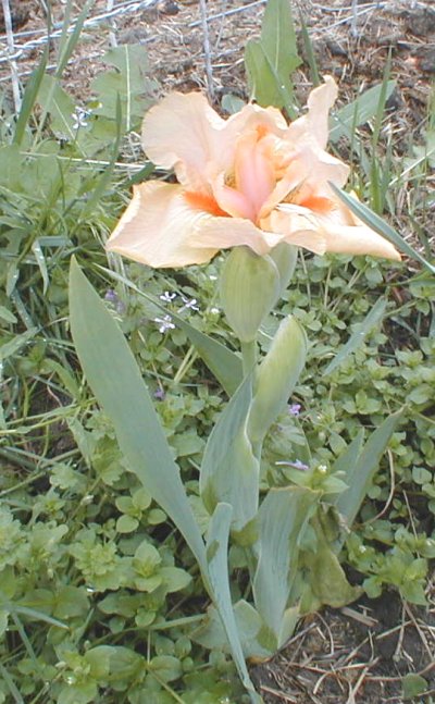 JPEG image