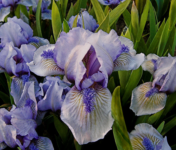 JPEG image