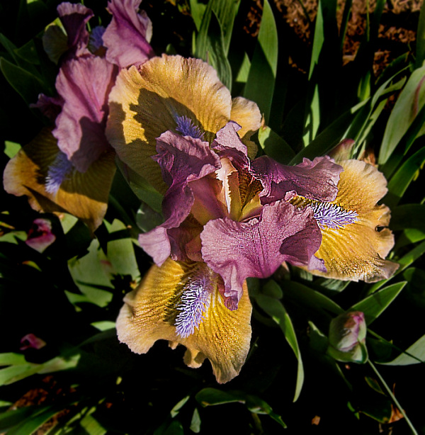 JPEG image