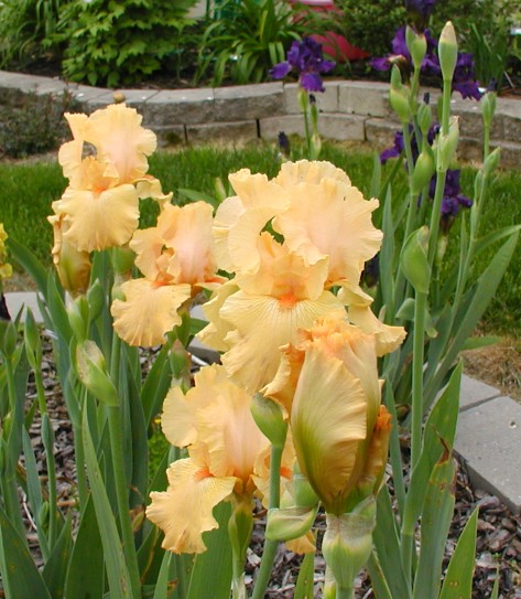 JPEG image