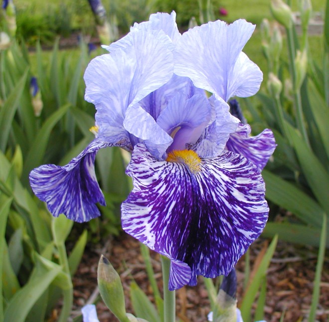 JPEG image