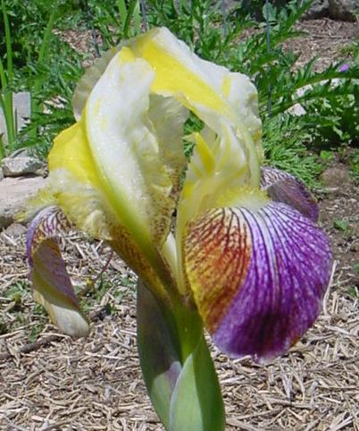 JPEG image