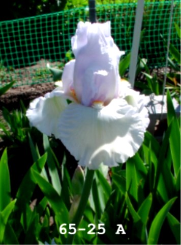 JPEG image