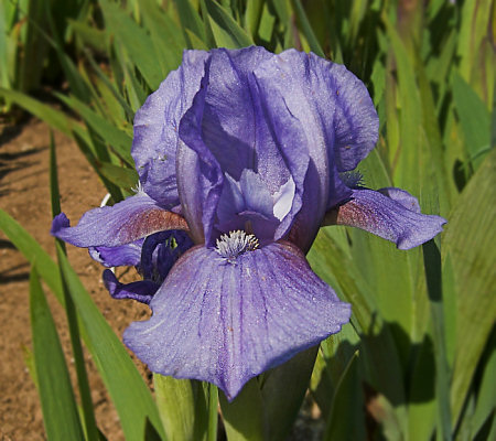 JPEG image
