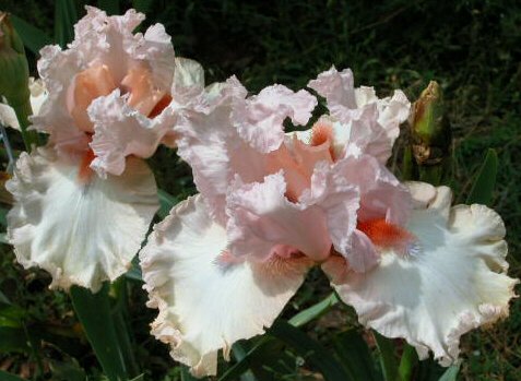 JPEG image