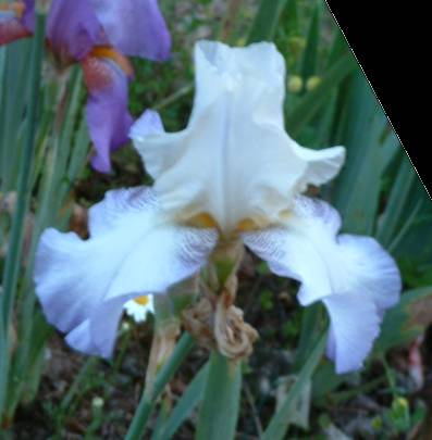 JPEG image