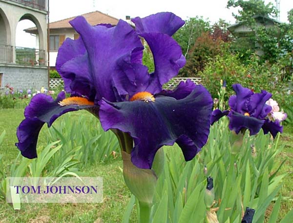 JPEG image