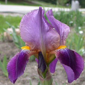 JPEG image