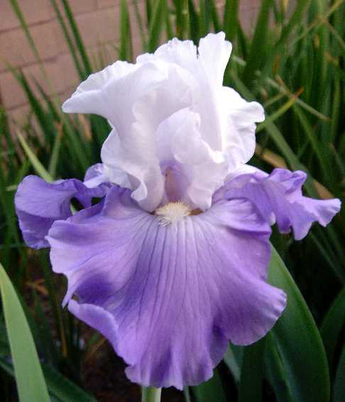 JPEG image