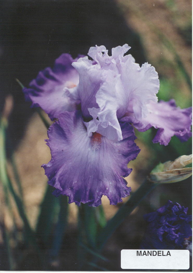 JPEG image