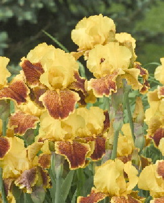 JPEG image