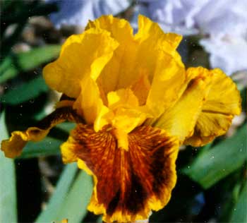 JPEG image