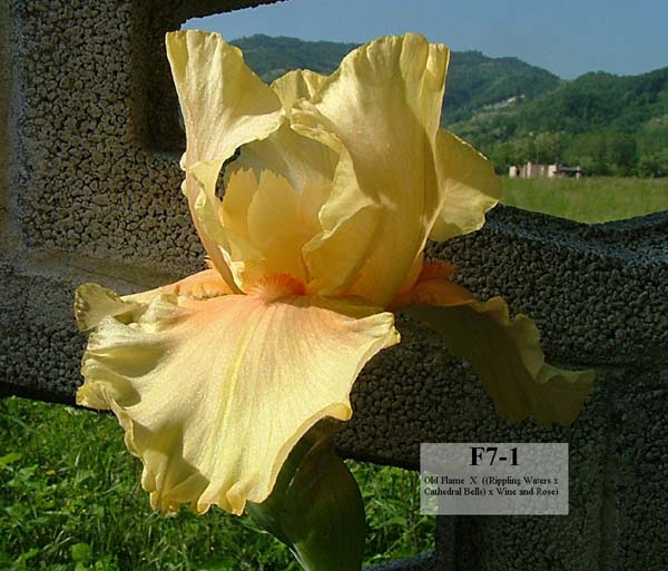 JPEG image
