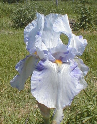 JPEG image